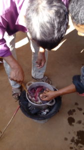 Essai de cochenille sur soie à Talata, Madagascar
