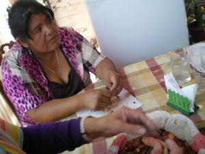 Séparation des graines des gousses de tara lors du cours à Pica