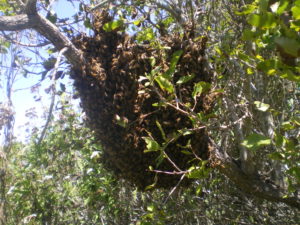 Un des trois essaims d'abeilles que j'ai récupéré à Longotoma