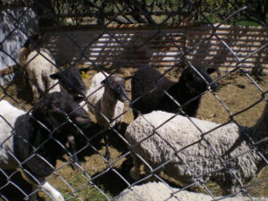 Bélier à laine rèche, au premier plan, à gauche