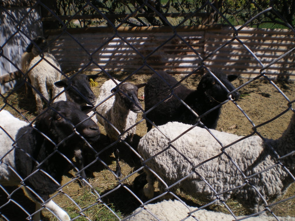 Las ovejas de Raquel, en Mamiña