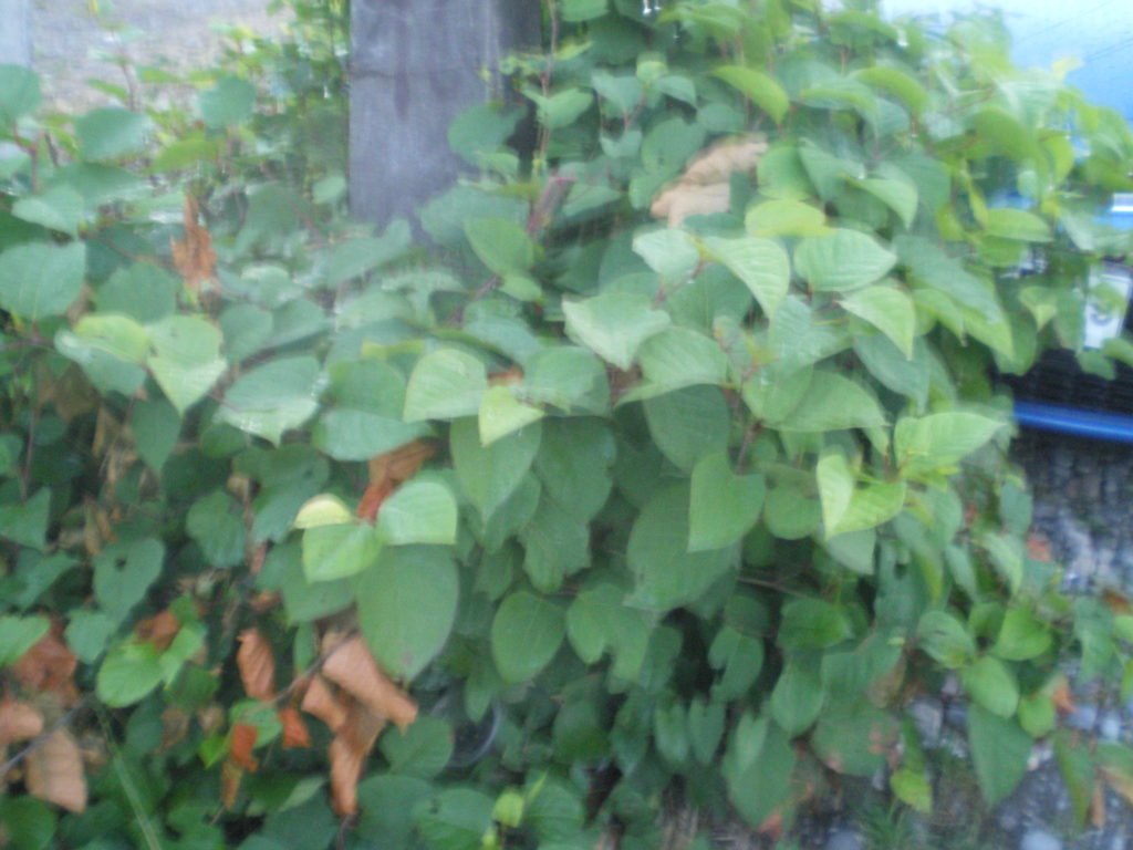 Plante à jaune dont je ne connais pas le nom, courante à Puerto Montt, vue générale, cette plante disparaît à l'automne