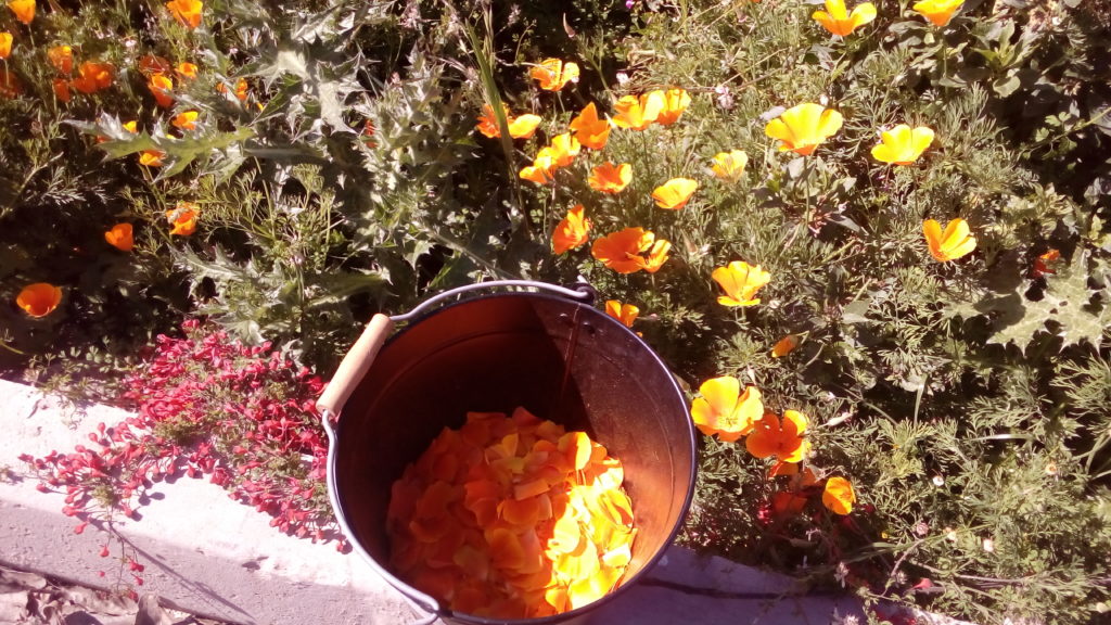 Fleurs d'elchotsia ou pavot de Californie