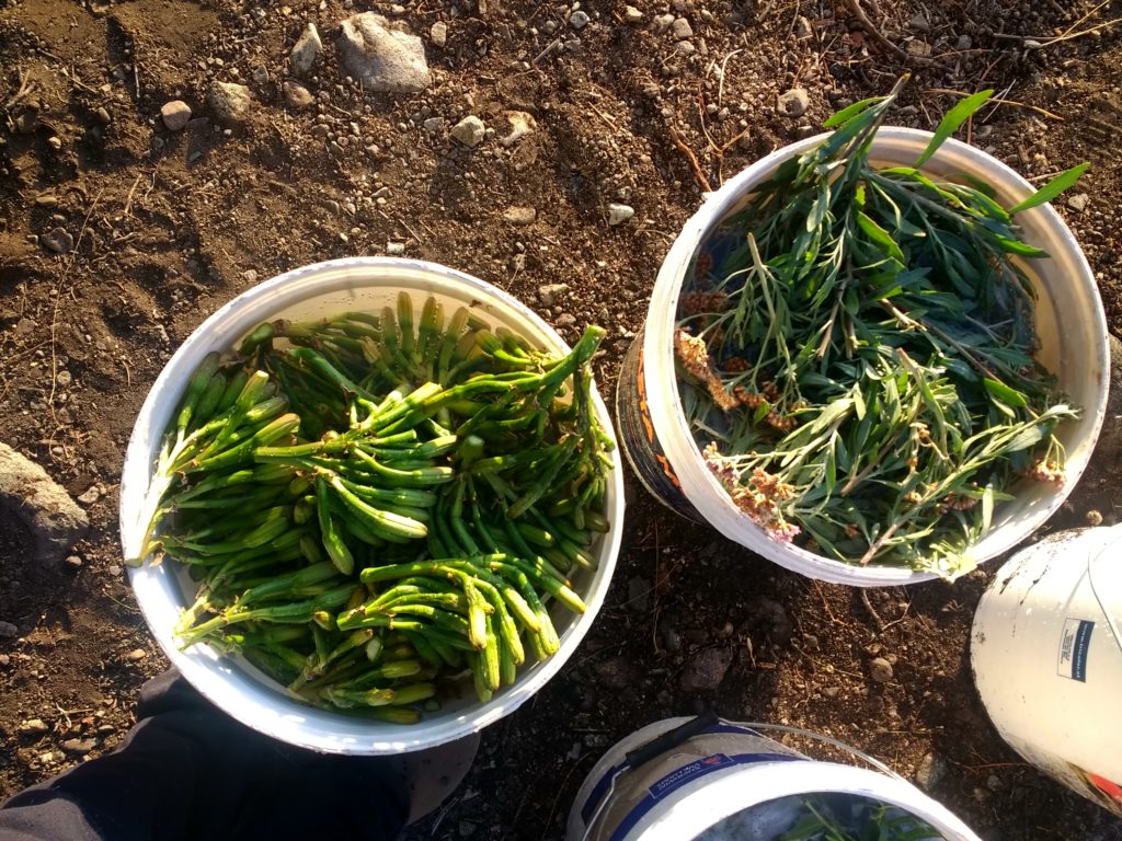 Fruits d'agave et brea entrain de tremper