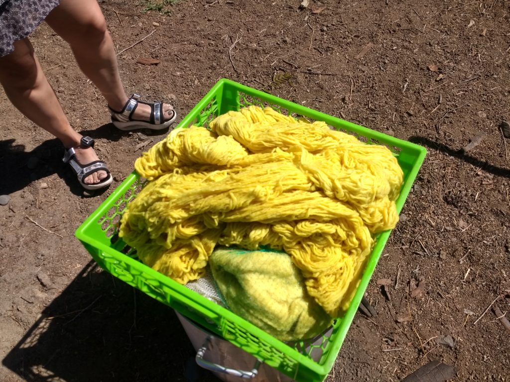 Teinture au schinus molle entrain de s'égoutter