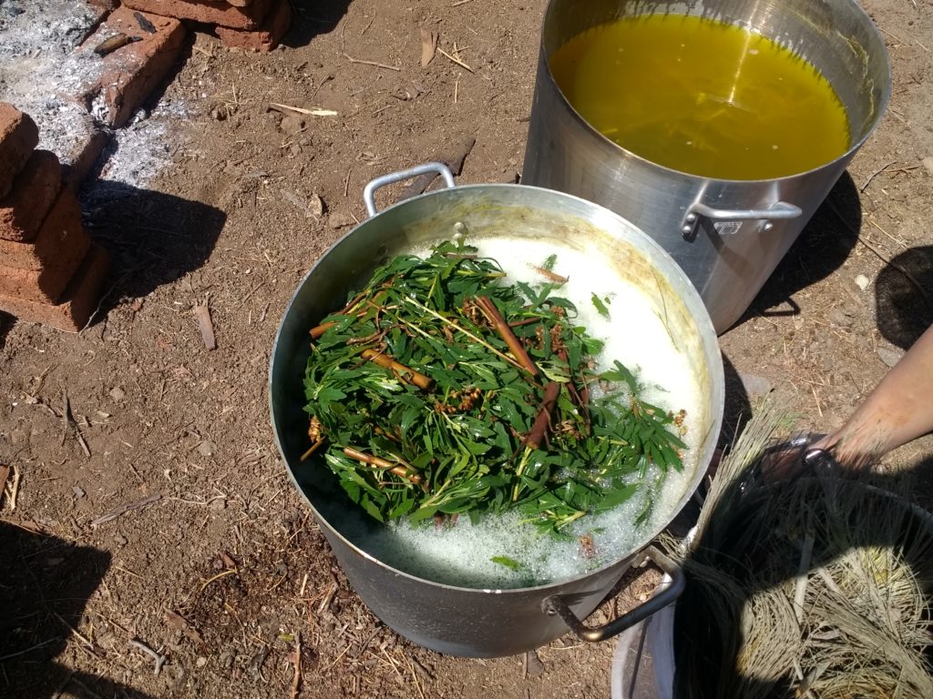 Casserole de jaune de brea ou sorona, avec reste de teinture au pin d'australie