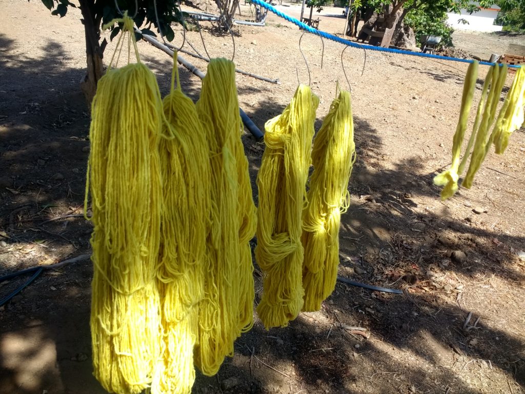 Laines teintes au pin australien entrain de sécher