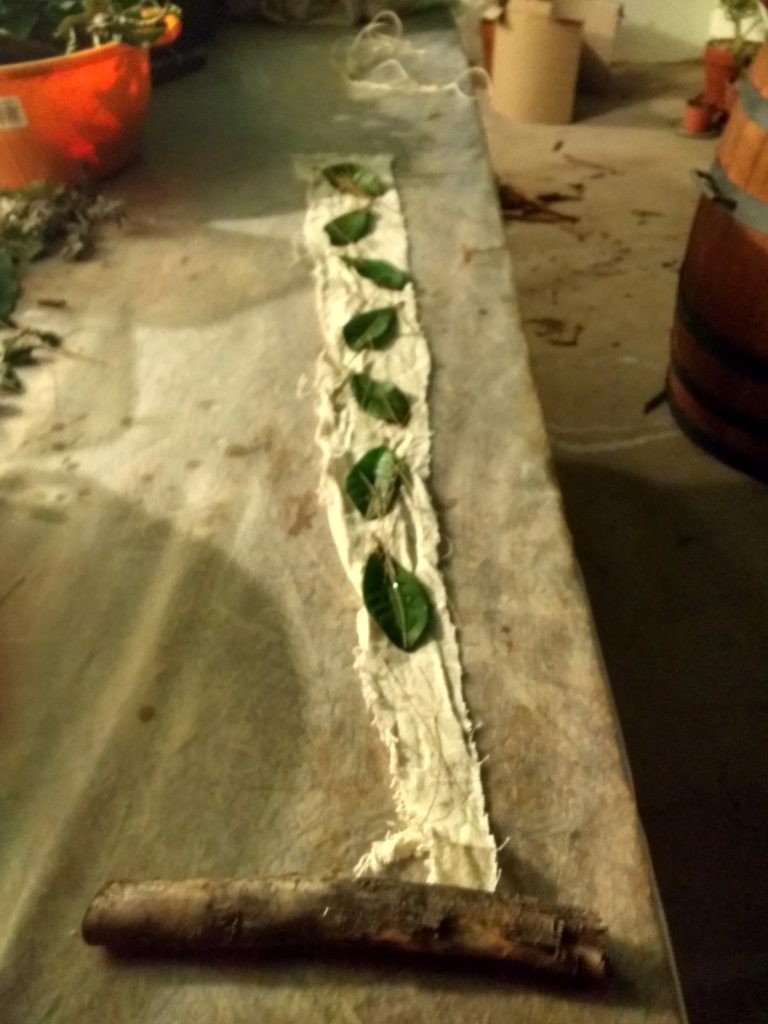 Essai d'ecoprint sur coton, feuilles de lucuma et de pin australien
