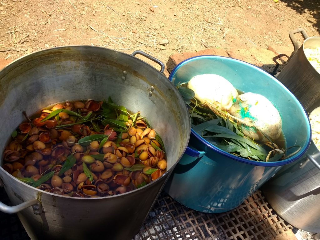 Amandes et eucaliptus