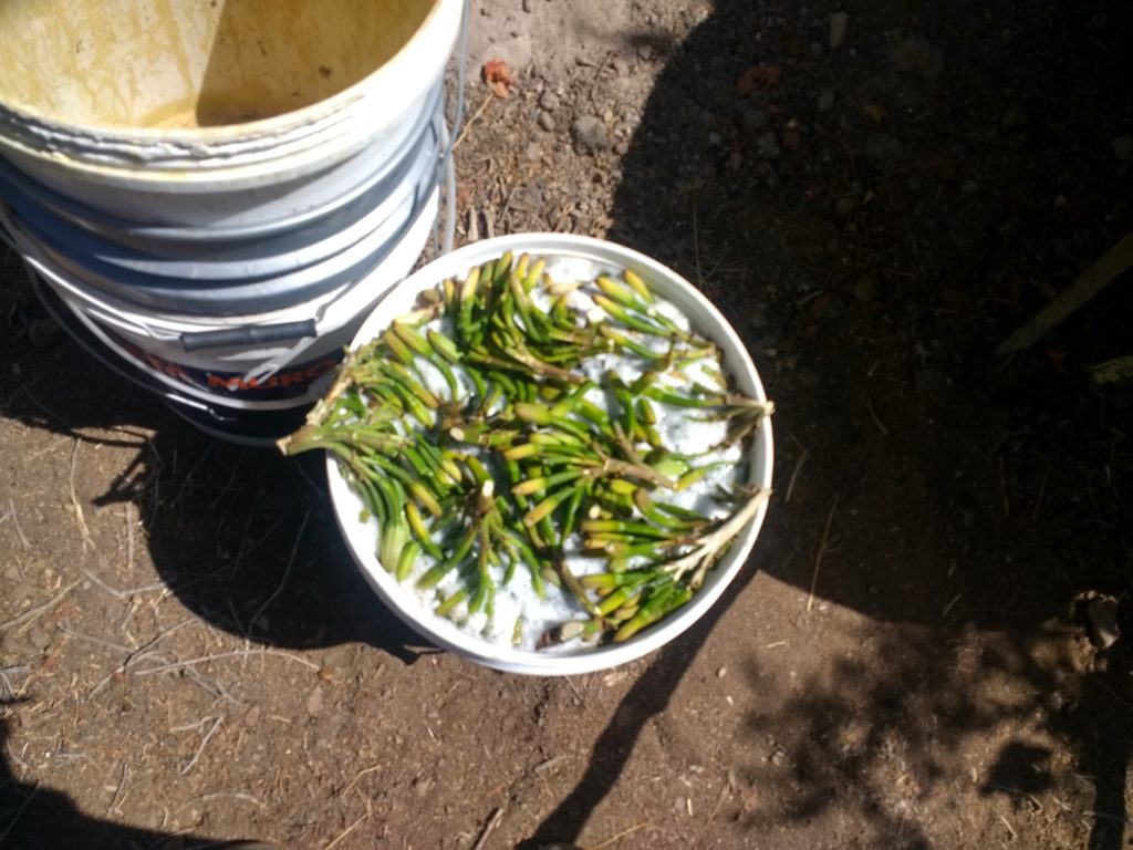 Boutons de fleurs d'agaves qui trempent depuis plusieurs jours