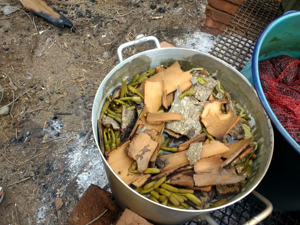 Boutons de fleurs d'agaves et écorce