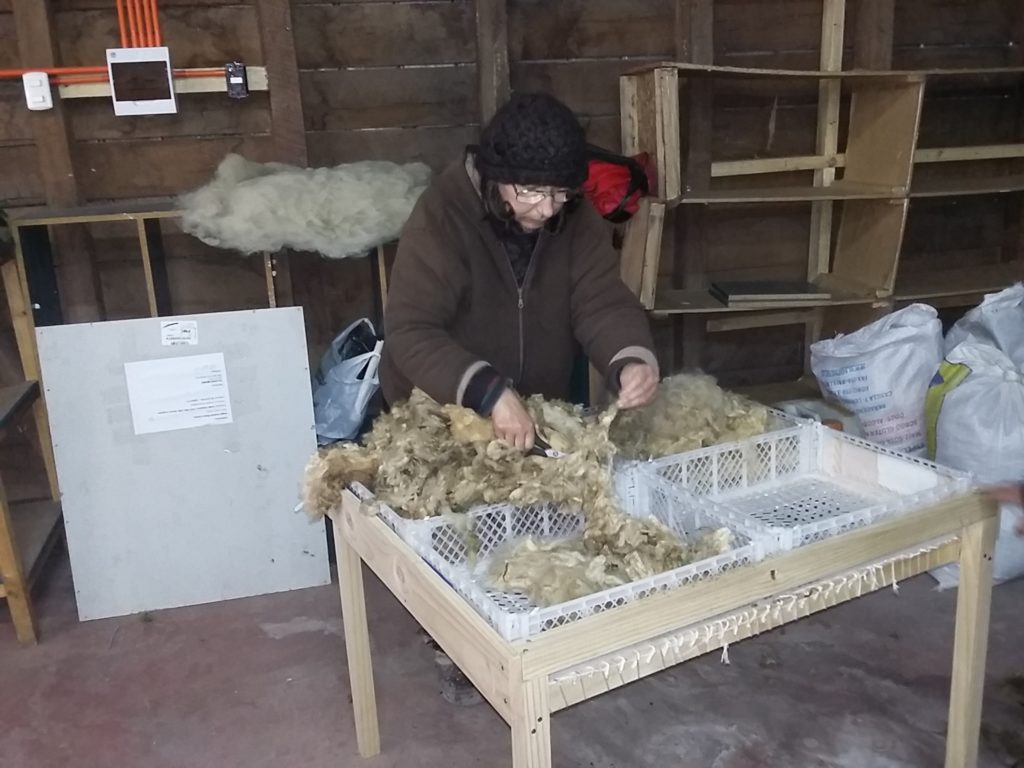 Entrain de sélectionner la laine pour la laver avant de la teindre en toison pour la carder
