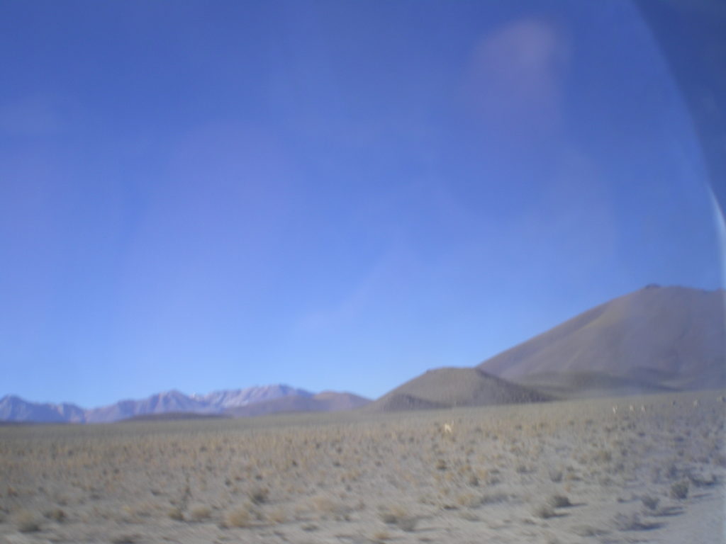 Vigognes, près d'Uyuni, Bolivie