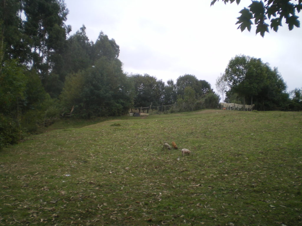 Toisons de mouton accrochées sur la clôture au fond du champ