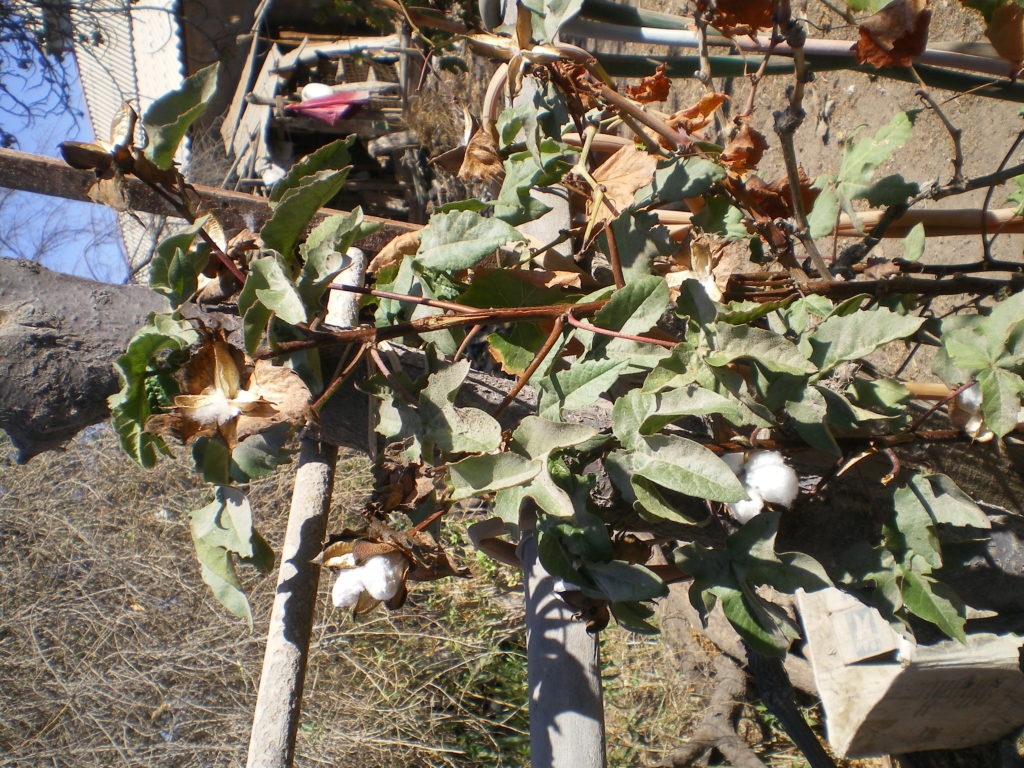 Plan de coton à Paipote, près de Copiapó, Chili