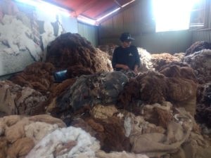 Poste de sélection des laines d'alpaga, selon les 24 couleurs naturelles et leur qualité, Fabrique de laine, Arequipa, Pérou