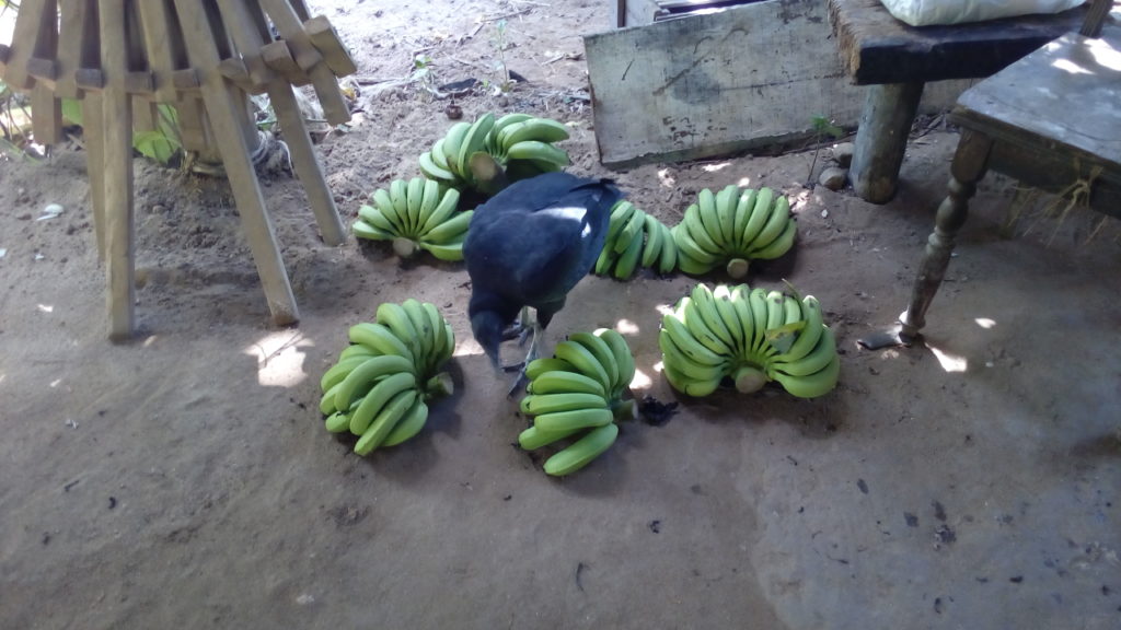 Ureba, le vautour Urubu du Brésil, au milieu d'un régime de bananes fraîchement cueilli