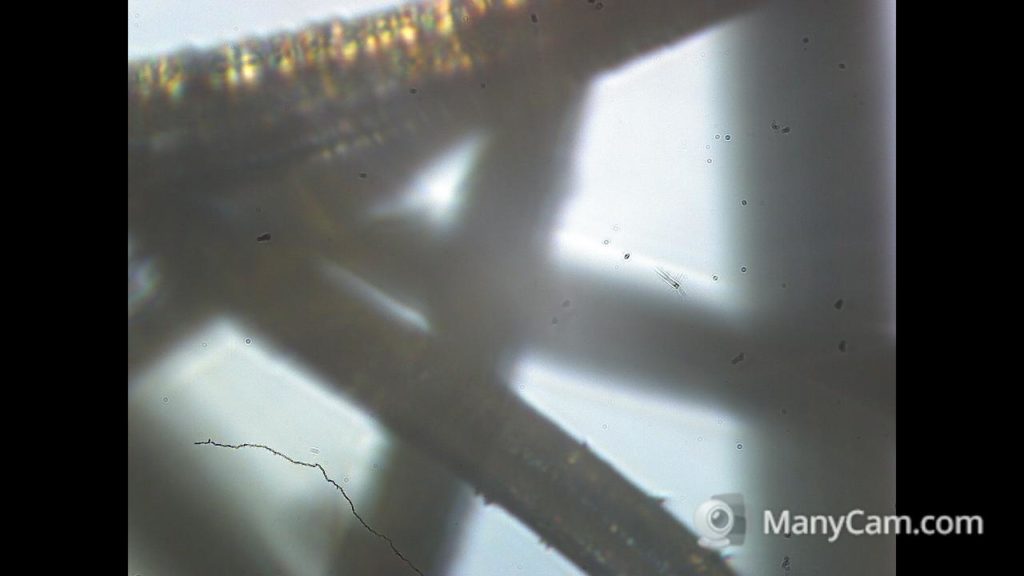 Fibres d'alpaga vues au microscope