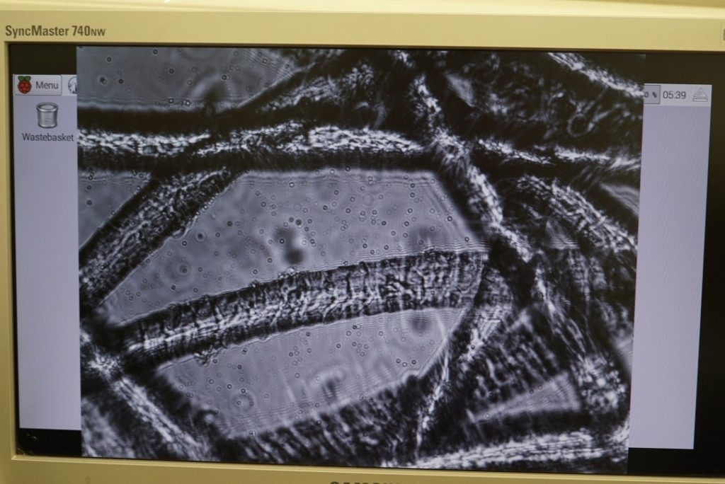 Laine de mouton vue au microscope, on voit les petites écailles