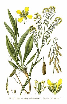 Isatis tinctoria, Pastel ou Guède, fait partie des anciens végétaux voyageurs - Source Wikipedia