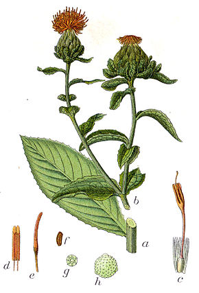 Plante qui donne des teintes  roses - Représentation du Carthame des teinturiers dans l'ouvrage  Deutschlands Flora in Abbildungen, 1796