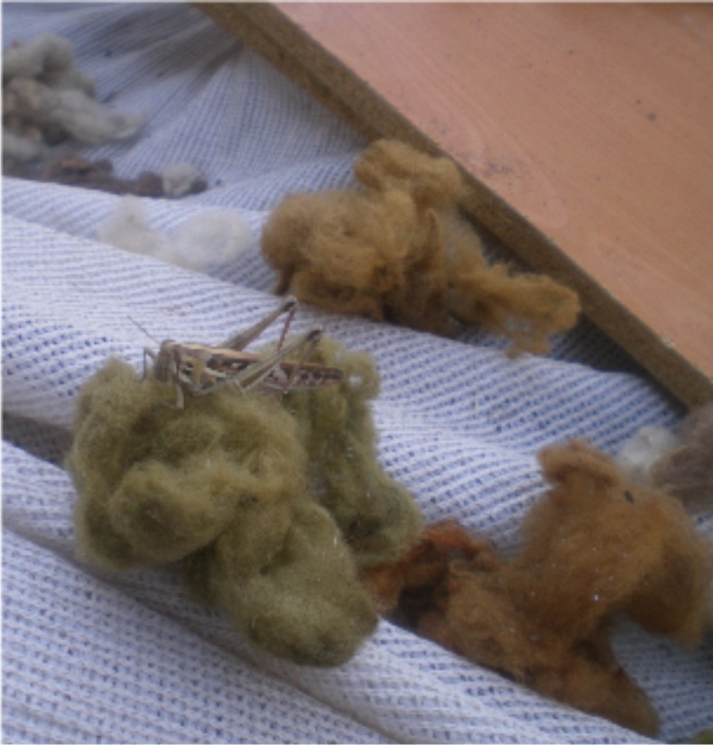 Sauterelle en train de déguster de la laine teinte avec des déchets artichauts, à Copiapo, Región de Atacama, Chili