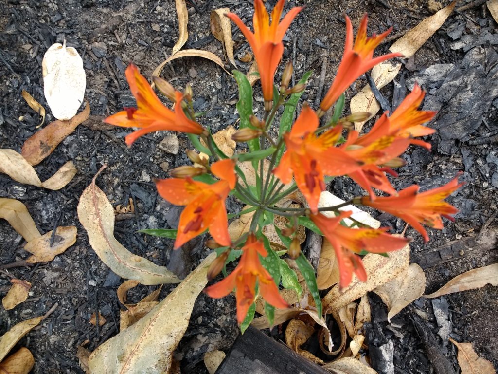 Cette jolie fleur a poussé juste après l'incendie d'un bois d'eucalyptus