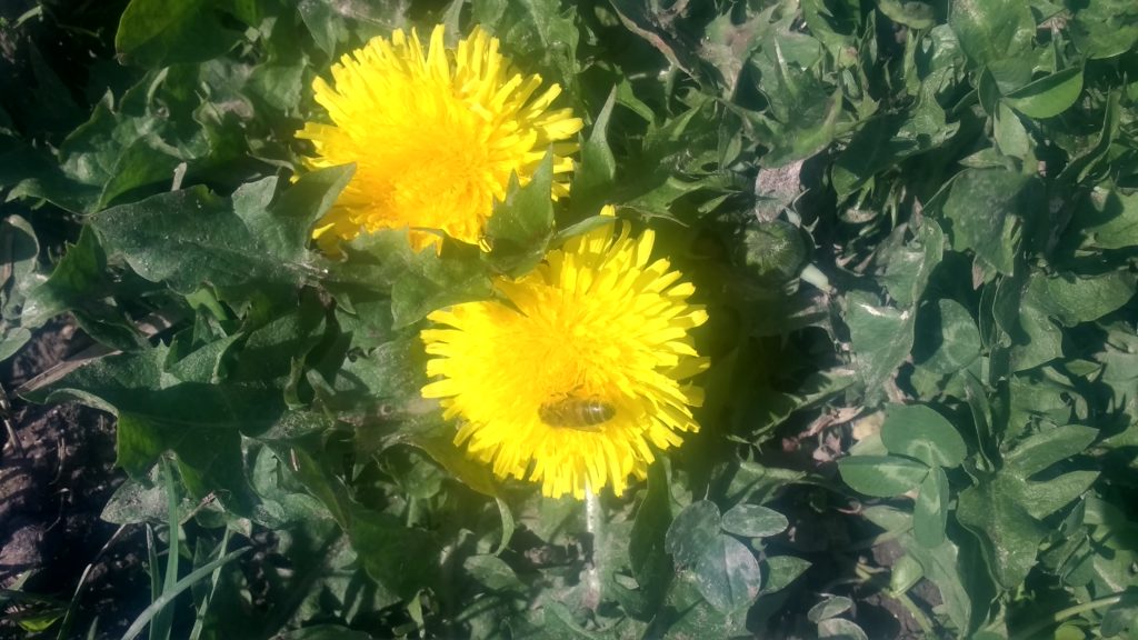 Abeille entrain de butiner une fleur de pissenlit, les poches à pollen pleines de pollens jaunes...