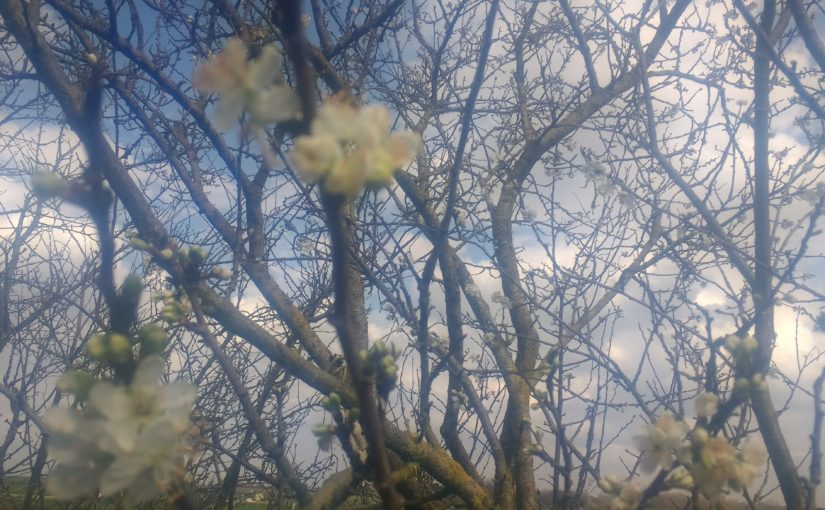 Printemps, vent dans les arbres en fleurs