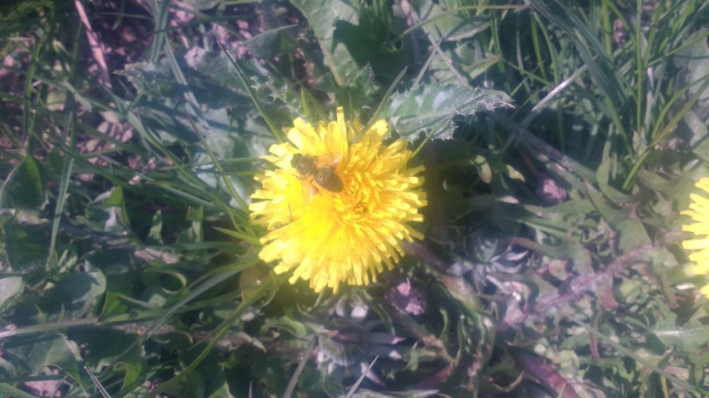 Les premières abeilles du printemps préfèrent curieusement les pissenlits au romarin en fleur