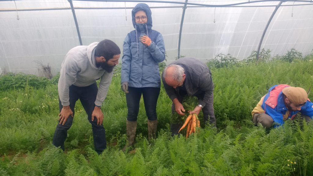 Récolte de carrottes avec des Amapiens