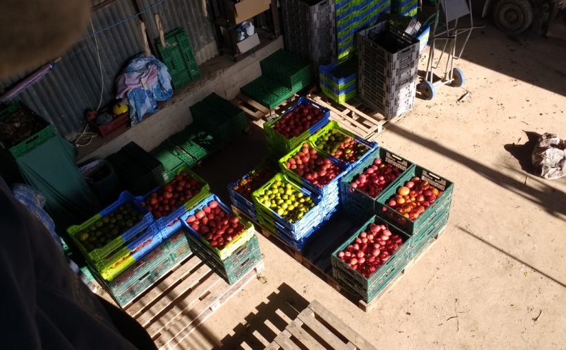 Tomates qui attendent leur livraisons aux Amap