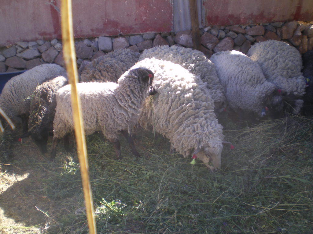 moutons de Parca