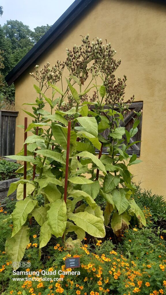 Plants de tabac dans ce jardin botanique de Stockholm