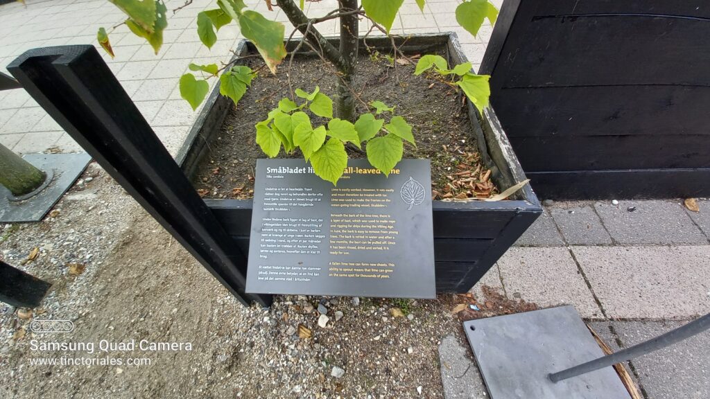 Description botanique et utilitaire d'un arbre utilisé dans la construction d'un navire viking