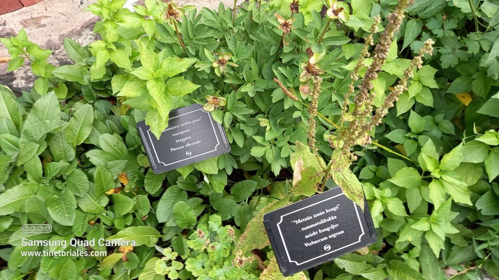Jolie indication du nom commun et botanique des plantes dans ce jardin