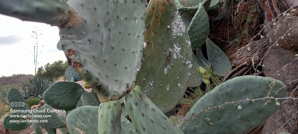 Pied de Nopal ataqué, semble-t-il, par la cochenille au Jardin Botanique de Málaga, Espagne