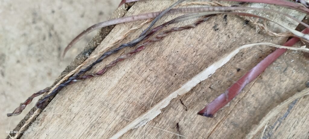 Fibres de bananier, au Brésil, j'en ai ramenées pour le cours
