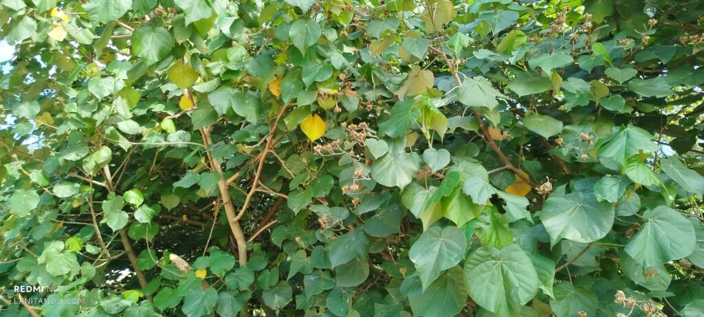 Arbre de la mangrove à Paraty Mirim, Brésil, son liber donne des fibres sauvages