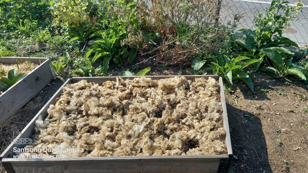 Laine brute utilisée en mulch