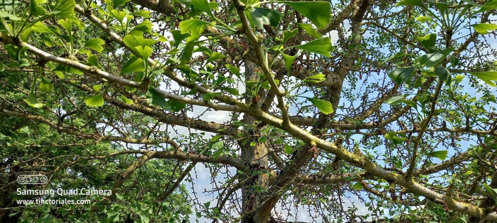 Les jolies feuilles de Gingko biloba arbre