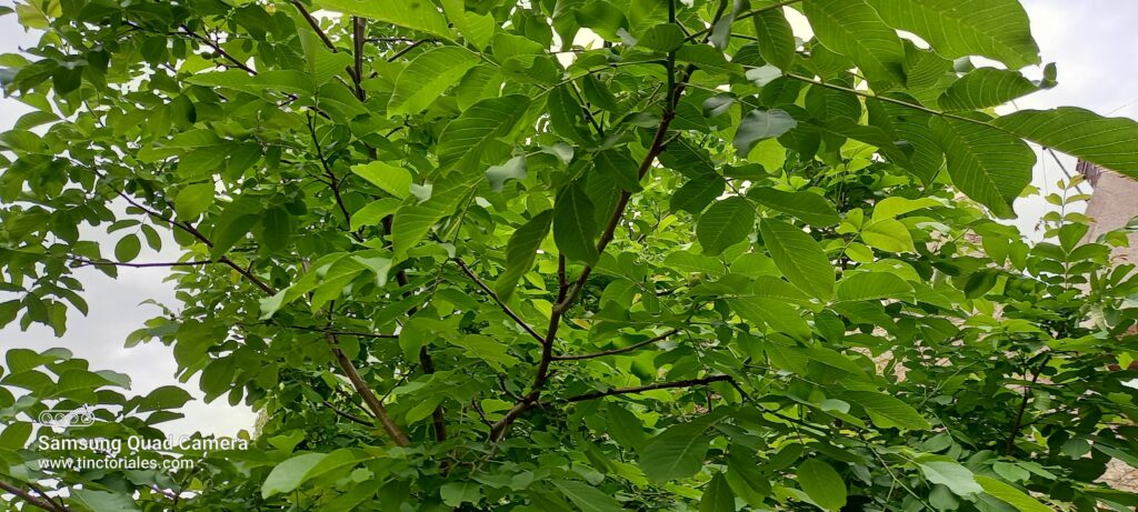 Les feuilles de noyer arbre