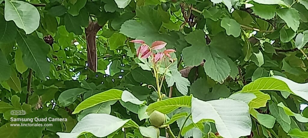Jeune pousse de noyer, noix immature, et feuilles de houblon arbre