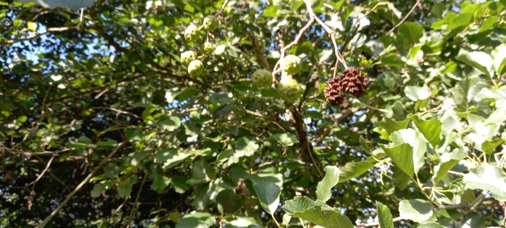 Fruit de l'aulne arbre