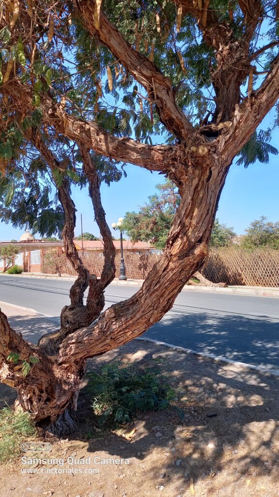 Schinus molle près, à Pica, près de Iquique, Nord du Chili