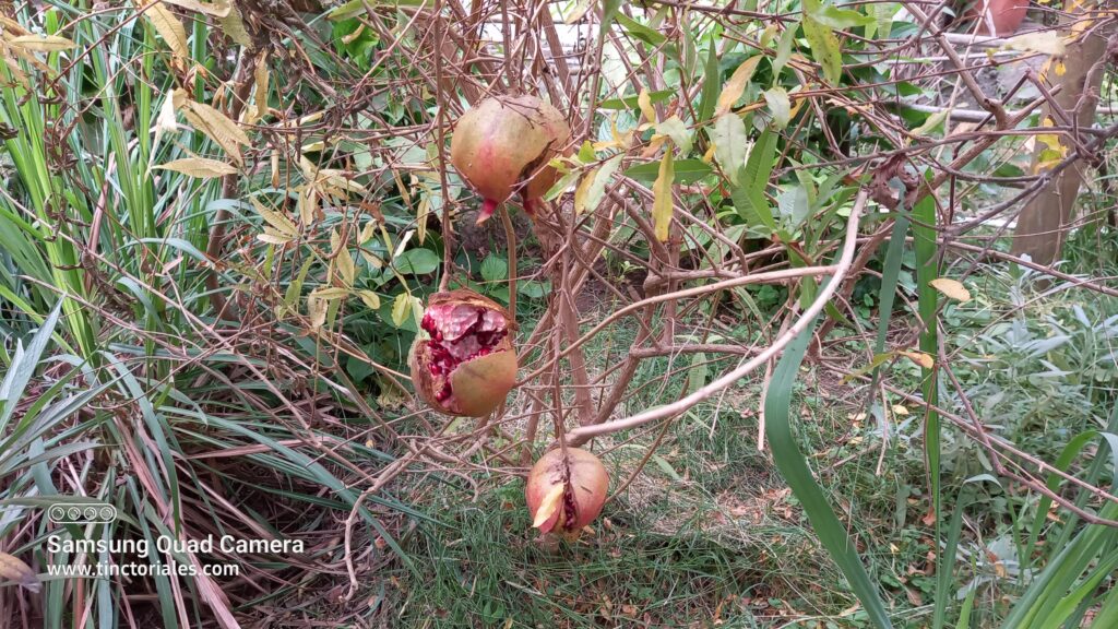 Grenades très mûres, sur le même arbre