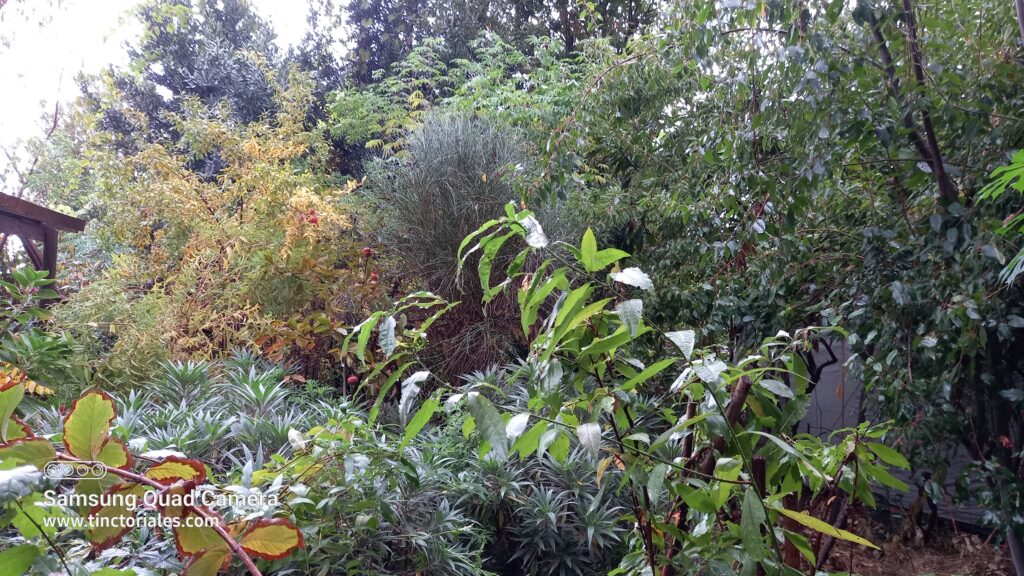 Grenadier avec ses fruits chez mon amie Lucía à Peumo, centre du Chili, un bel arbre