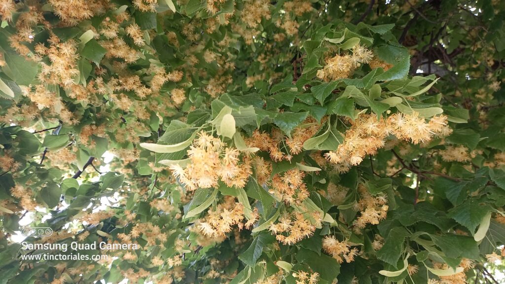 Arbre de tilleul en fleur, chargé d'abeilles, près du chateau de Prangins, Suisse