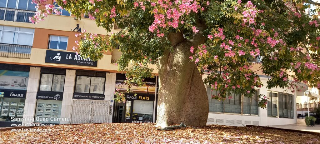 Arbre bouteille en fleur