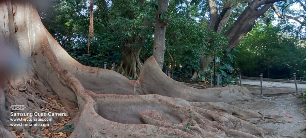 Imposant ficus du jardin botanique de Malaga, Espagne